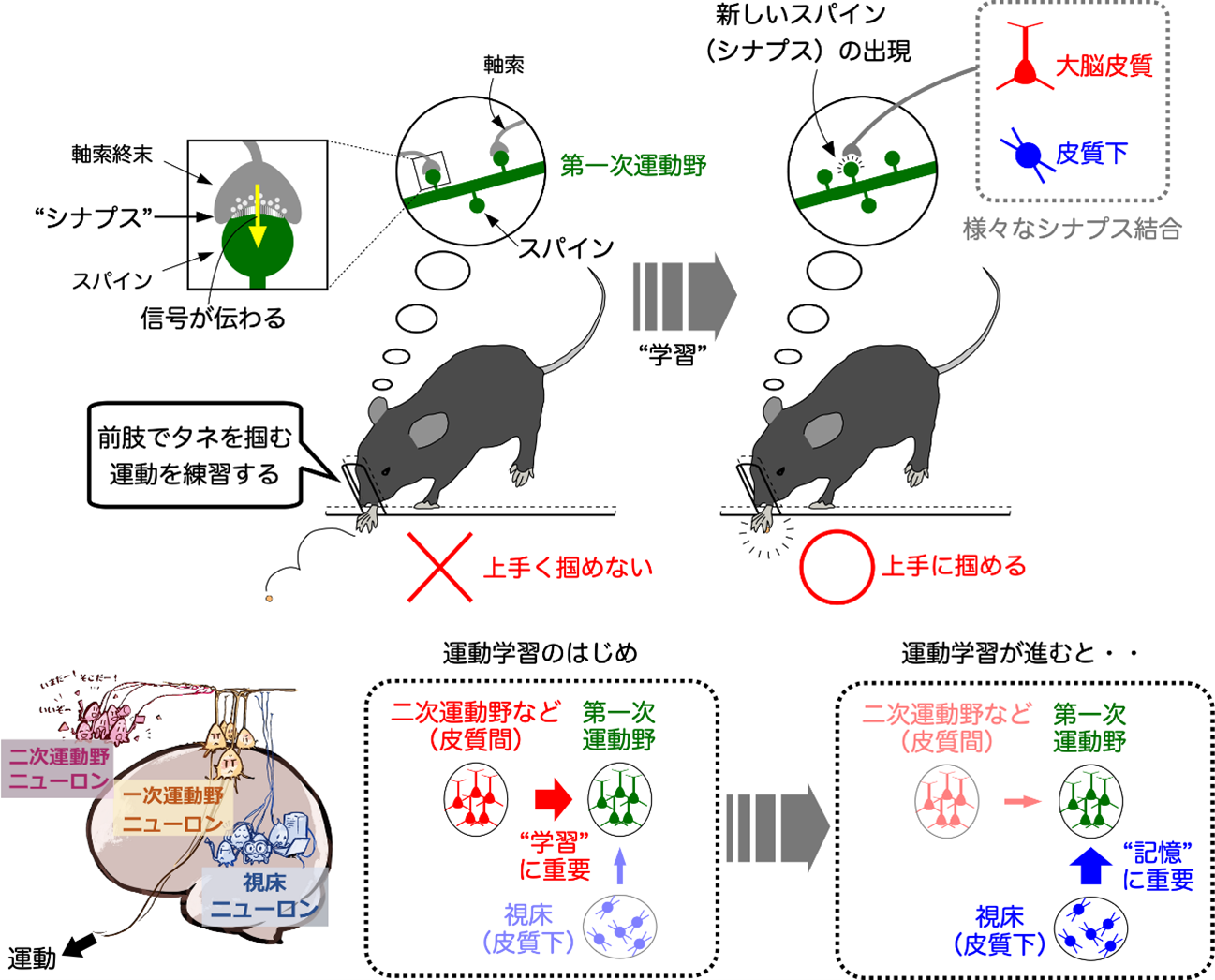 精子に良い食べ物は？質や運動率を上げる食生活とサプリ活用法 | 妊活ならベビーライフ研究所