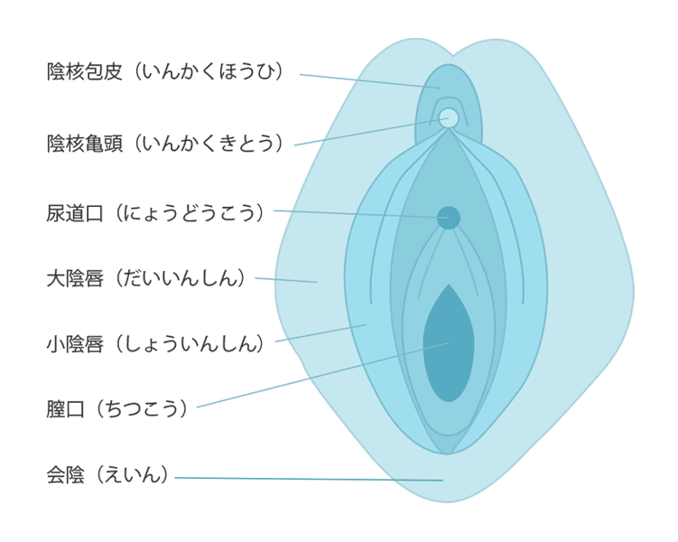 気持ちいい・・思わず感じてしまうクリトリスの場所や位置は？【図解でみせる】｜素肌性感