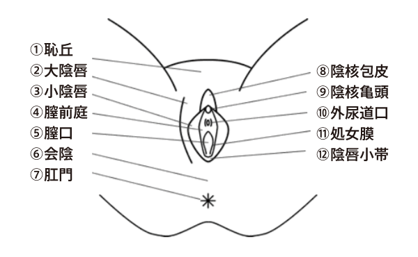 名器創生｜性器専門美容外科が監修した（らしい）NPGの底力を垣間見たオナホ : オナホ動画.com | オナホールをＨＤ動画で毎日レビュー！