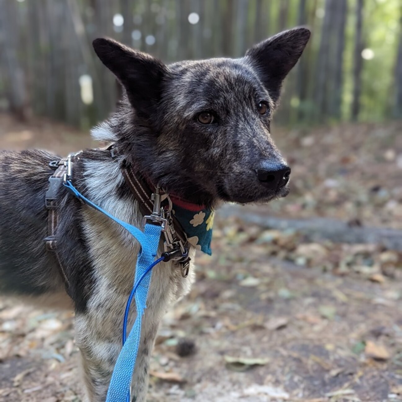 岡山保護犬の新着記事｜アメーバブログ（アメブロ）