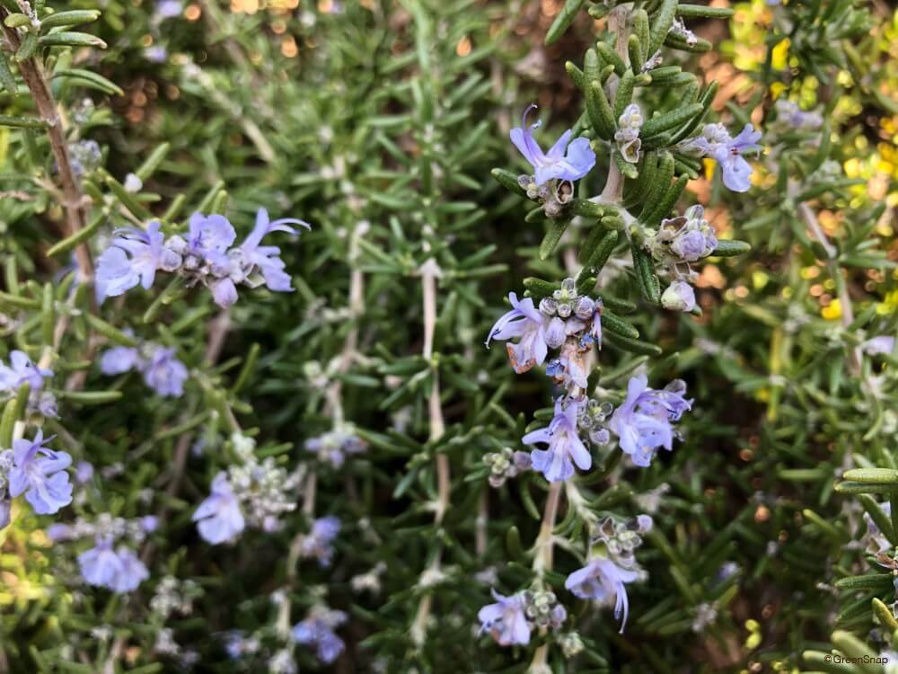 ローズマリー・ホワイト（Rosmarinus officinalis var.albiflorus）の花 -