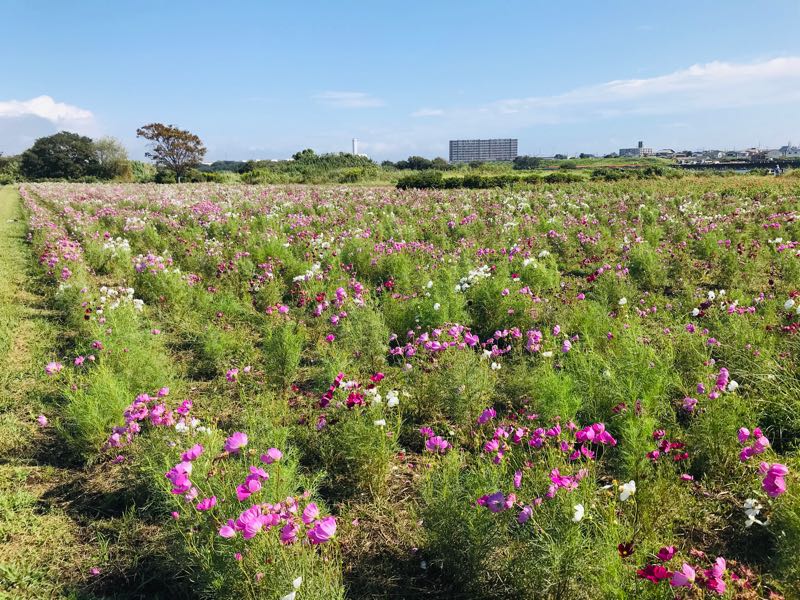 コスモスの花畑 - 平塚市の外構・庭については【たくしょくグリーン】