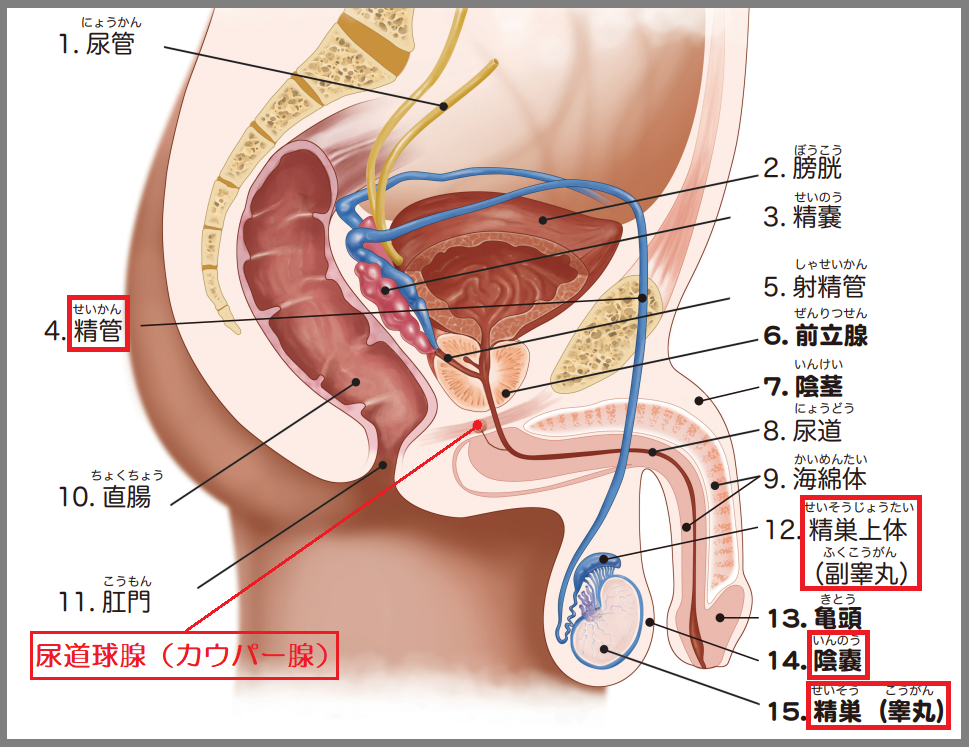 精子と卵子を示す3Dイラスト」のイラスト素材 703160623 | Shutterstock