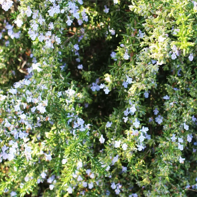 ローズマリーの花言葉｜種類、花や葉の特徴や使い方 | LOVEGREEN(ラブグリーン)