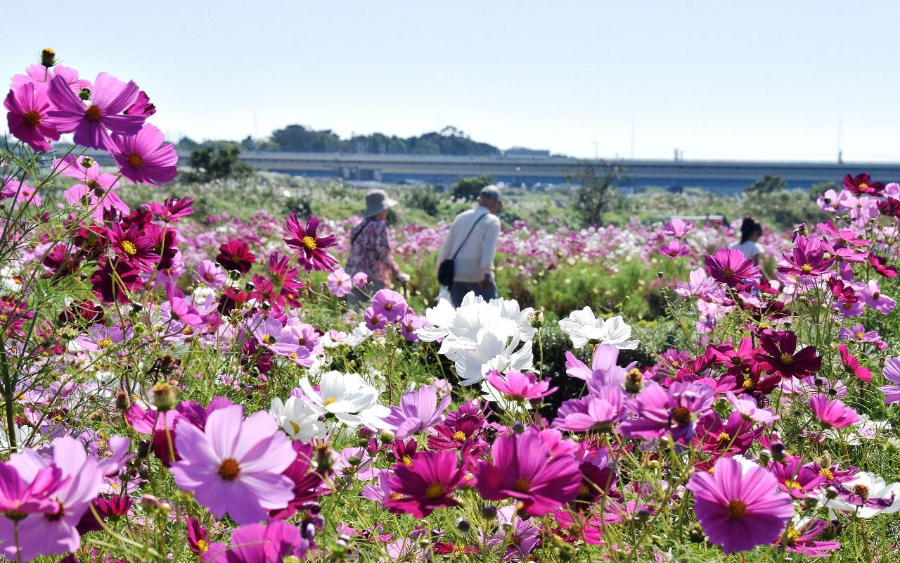 イシックス馬入のお花畑 | 観光スポット | 湘南ひらつかナビ|平塚市観光協会