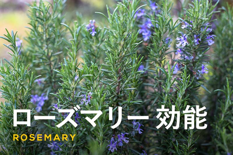 ローズマリーの花言葉｜種類や色、花の咲く時期、見頃の季節は？ - HORTI 〜ホルティ〜