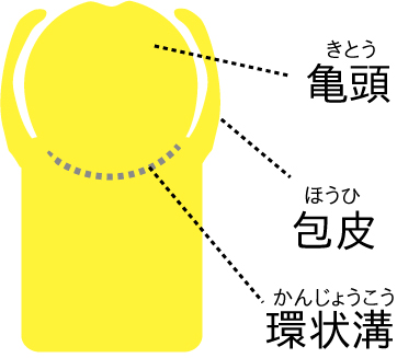 包茎は治した方が良い？危険な包茎の種類と原因 ｜包茎手術・治療なら上野クリニック