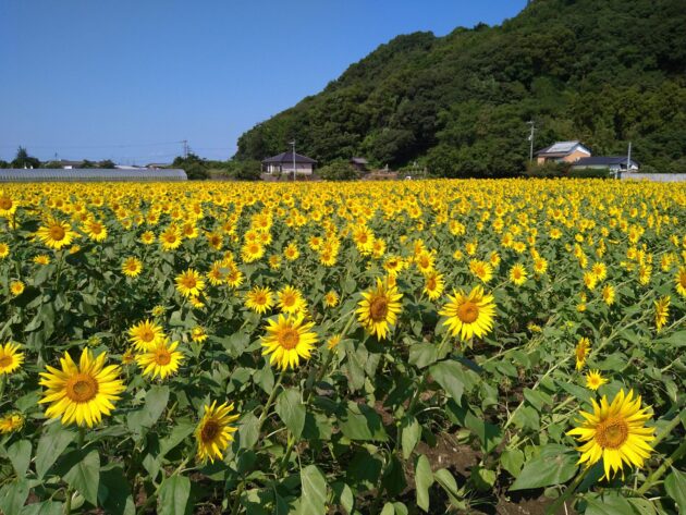 博多らーめんひまわり 東所沢豚骨 代表前田貴史