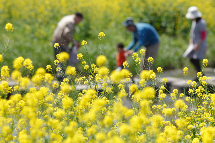 イネ・ブタクサ・ヨモギ…秋の花粉の飛散ピークは10月！湿度の低下も加担する「秋花粉症」に要注意〜秋も水分・ミネラル補給でアレルギー予防を〜 -  株式会社エムオーシーのプレスリリース