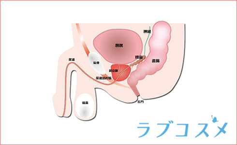 日本人はアネロスでドライオーガズムを誘発しやすい。その理由を日本性科学会会員アネロスジャパン櫻井社長にお聞きしました | アネドラ