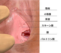 Horam アプリ制御男性用前立腺マッサージャー – Xinghaoya