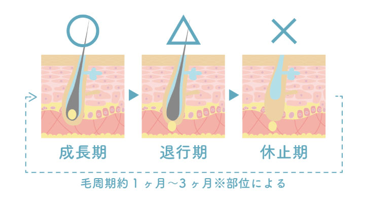 毛周期とは？脱毛との関係性や部位別の期間を知って、効果的に通おう！ | 新宿/渋谷/池袋の安い医療レーザー脱毛専門のビューティースキンクリニック