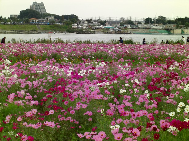 相模川河岸のコスモス – えのしま・ふじさわポータルサイト