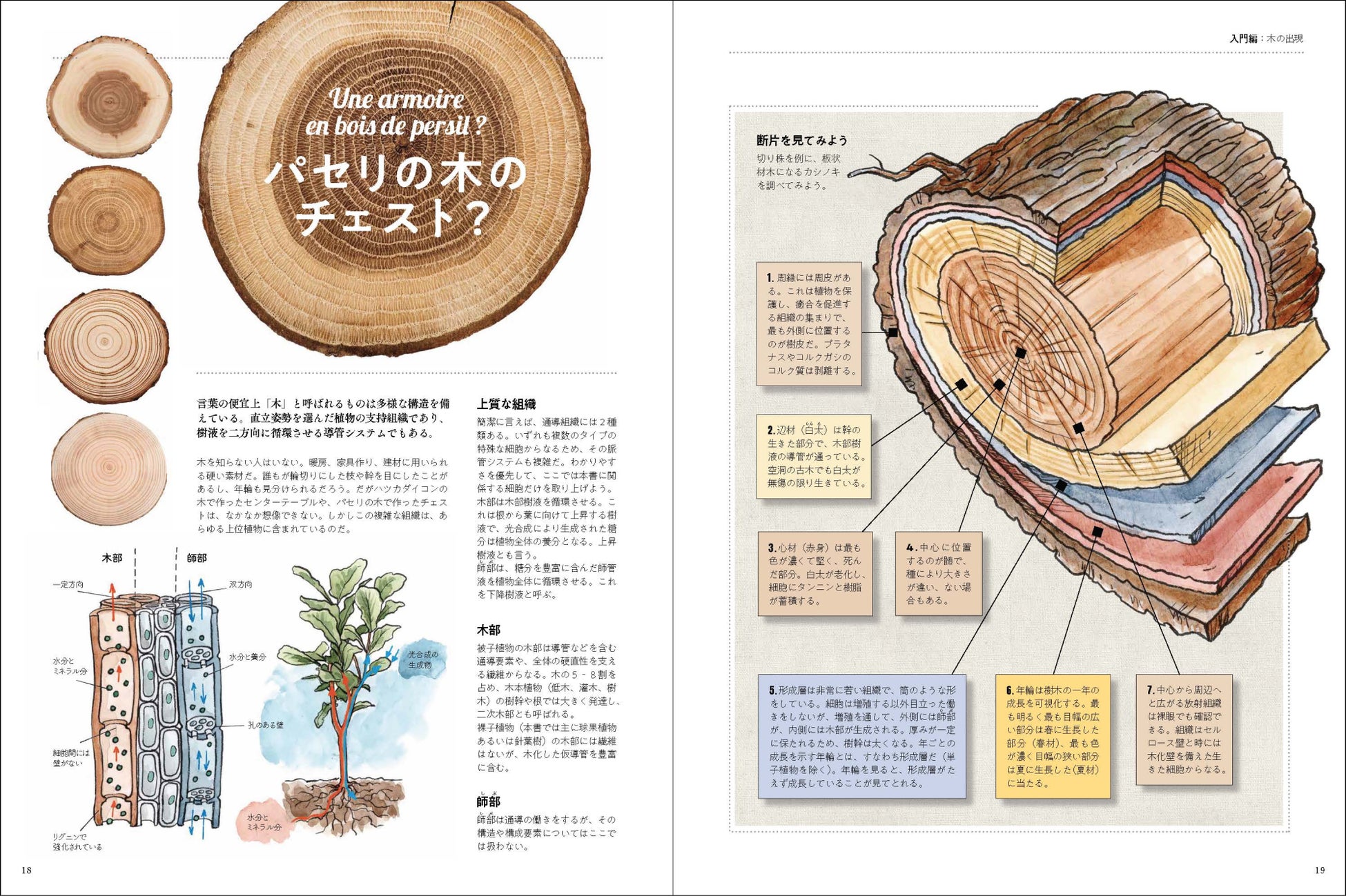 クワガタ、カブトムシが採れる（集まる）木とは？ 【クヌギ】【ハルニレ】編 ① - クワガタ・カブトムシ飼育情報：月夜野きのこ園