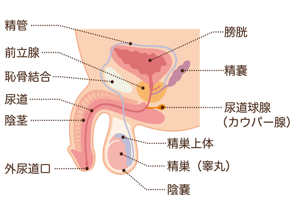 C-DesignLABO～日本式睾丸マッサージ講座