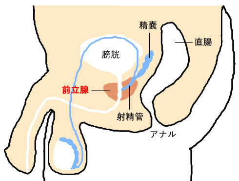 ドライオーガズム（メスイキ）体験談！実際に店でイッた体験とコツを晒す | Men's