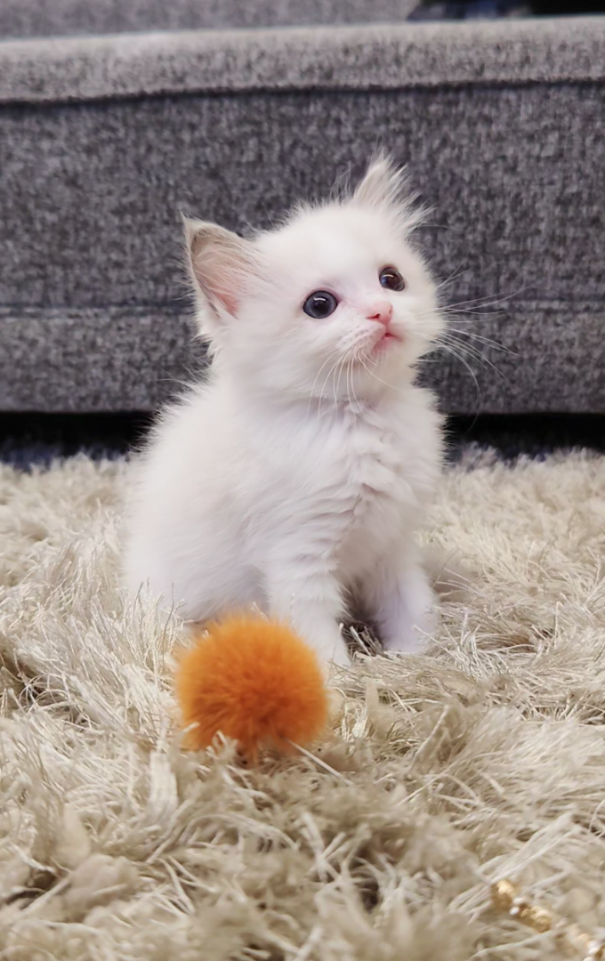 富山県のラグドールの子猫一覧 | ペットショップ 犬の家&猫の里