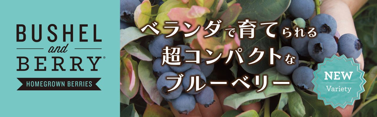 国語「季節をうたう」発展学習『島唄』２年 « 武蔵野東中学校