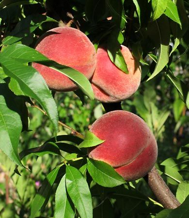 These Clever Peach Preserves Will