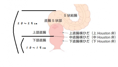 S字結腸セックス入門｜基礎知識と安全な方法 | ぴゅあらばSHOPマガジン –