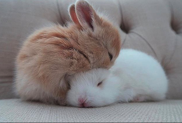 A Sweet Bunny Sitting In